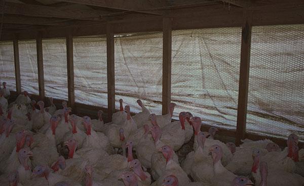 Griffolyn_Livestock-Curtain_Gallery_09.jpg